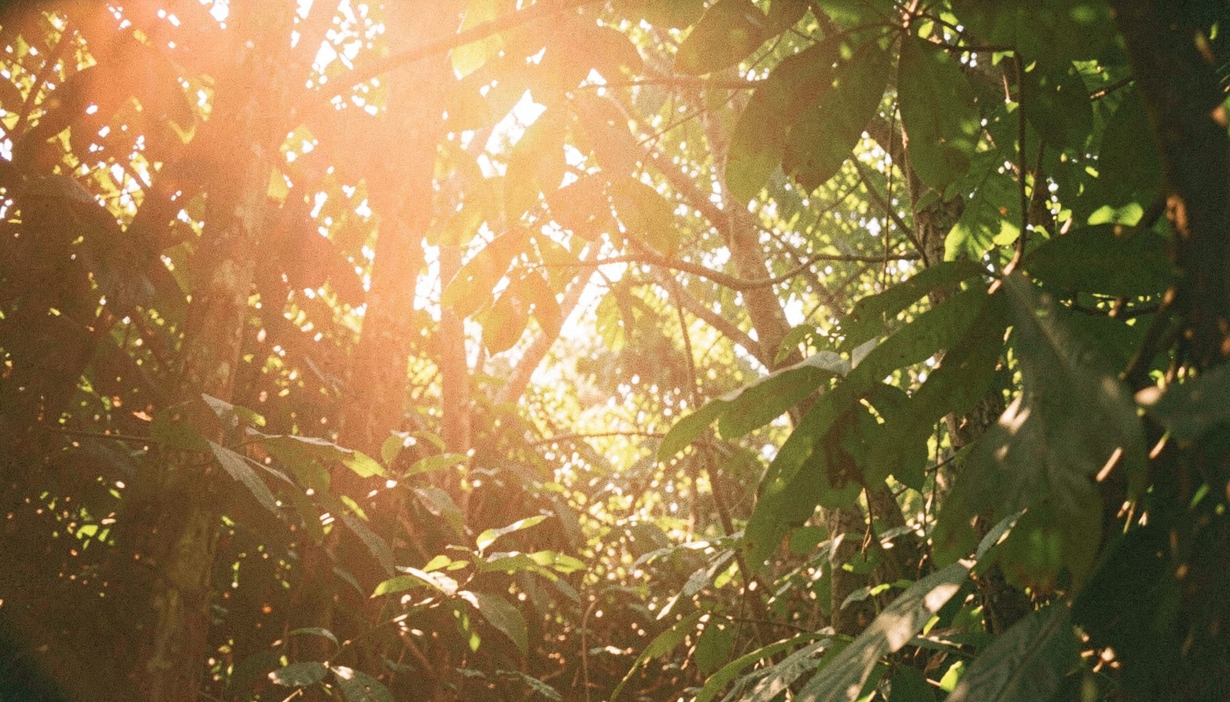 Sunlit canopy of a West African forest with soft golden-green light filtering through broad leaves, captured as a gentle analog film photograph with warm grain